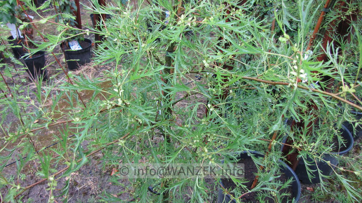 Alnus glutinosa Imperialis nah.JPG